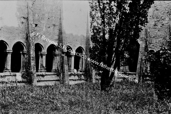 QUINN ABBEY  CLOISTERS  COFFIN ARCH BEHIND TREE